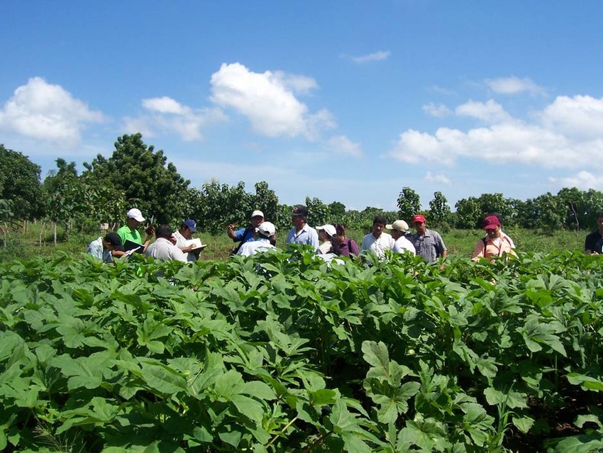 PLAN INTERNATIONAL E FONDAZIONE LAVAZZA uniscono le forze PER mitigare l’impatto economico della pandemia e riattivare l’attività agricola In El SALVADOR