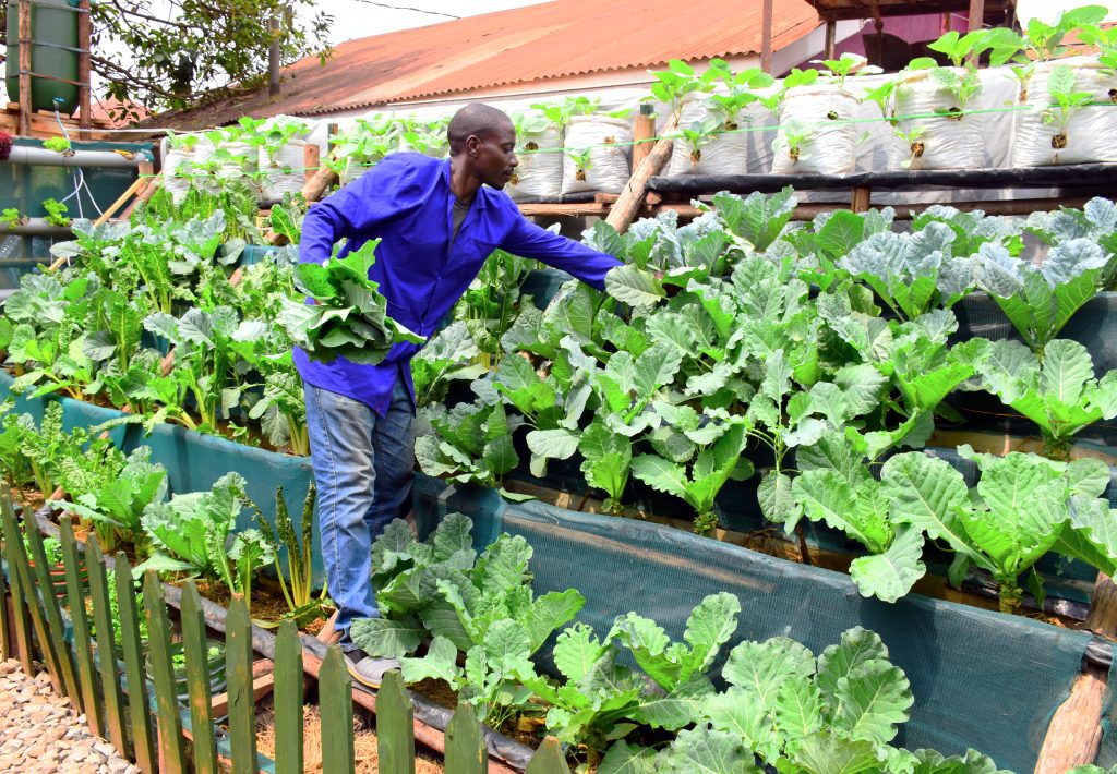 Coltivare il futuro negli insediamenti urbani di Kampala
