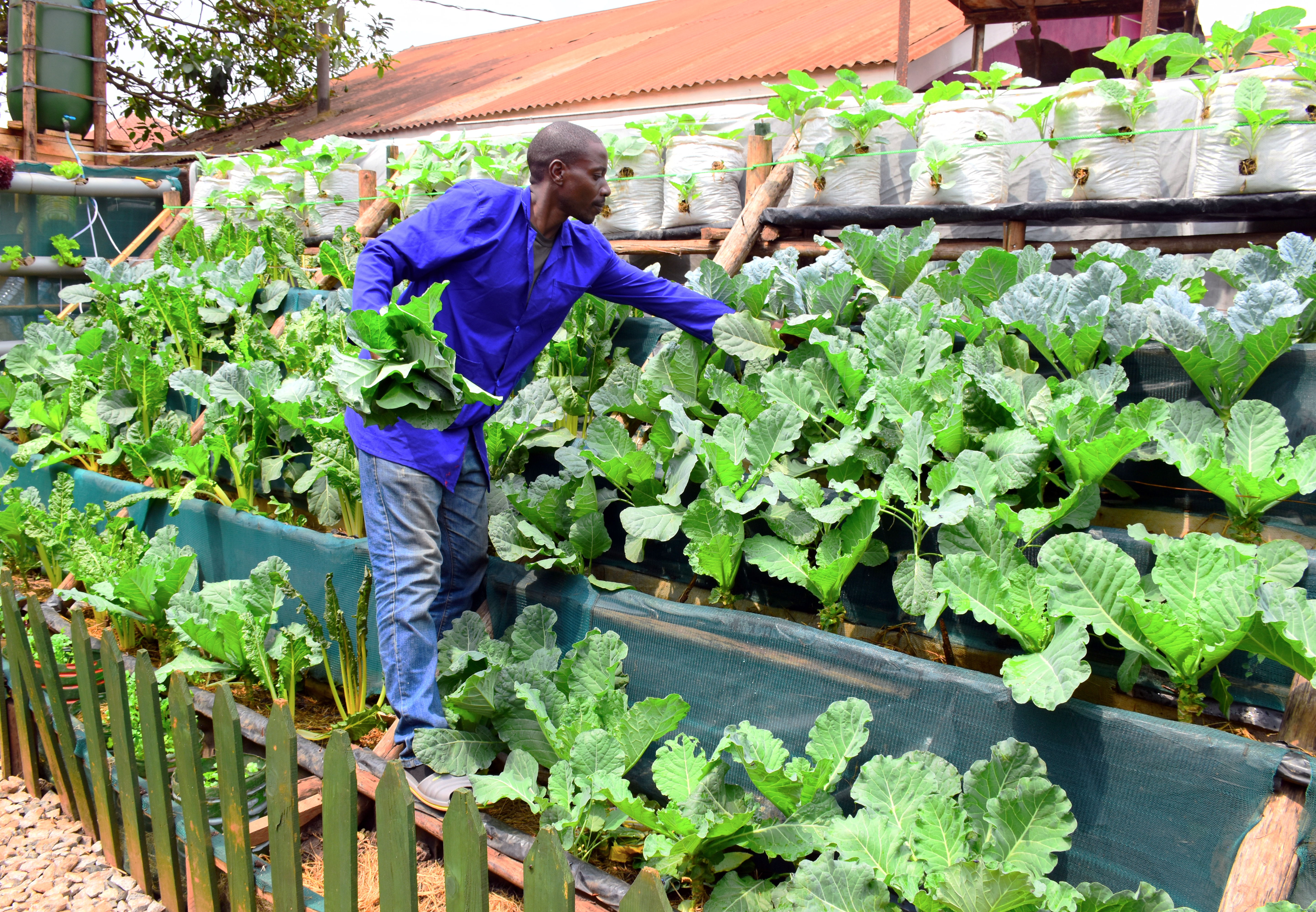 Coltivare il futuro negli insediamenti urbani di Kampala Coltivare il futuro negli insediamenti urbani di Kampala